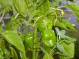 Habaneros